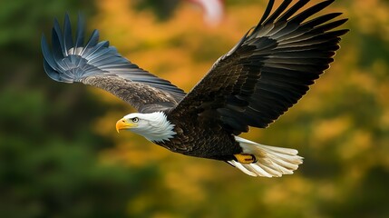 Fototapeta premium American Bald Eagle flying on US flag background