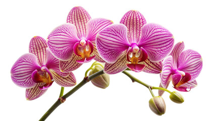 Obraz premium orchid-isolated-white