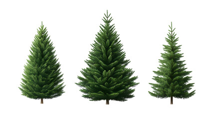 Obraz premium Realistic Christmas tree illustration for Xmas cards, New year party posters, isolated on white background
