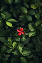 A minimalist garden with a single red flower standing out among lush green leaves.