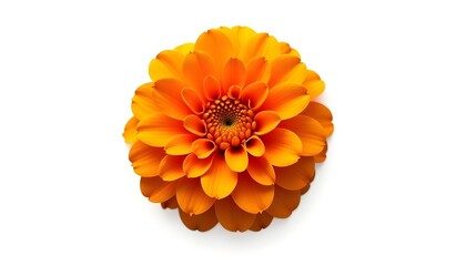 orange dahlia flower isolated on white