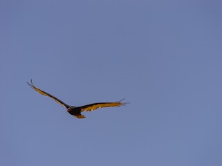 Turkey vulture soaring in a clear blue sky during daytime