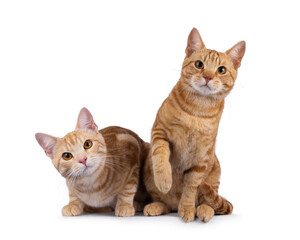 2 Purebred European Shorthair cats, sitting and laying beside each other facing front. Looking curious towards camera. Isolated on a white background.