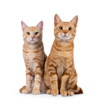 2 Purebred European Shorthair cats, sitting beside each other facing front. Looking curious towards camera. Isolated on a white background.