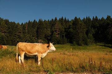 View of the mountain landscape with cows grazing in the forest.
