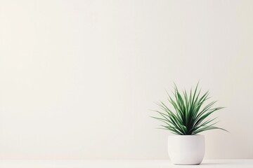 A minimalist workspace with a single, vibrant green plant against a white wall. 