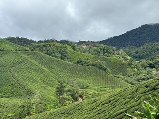 Tea fields in Malyasia