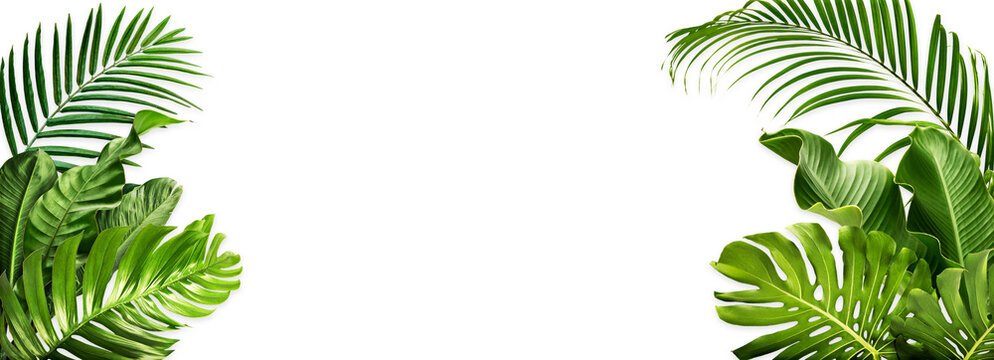 Product display with natural concept, tropical leaves on white background. Material for advertising and creativity.	
