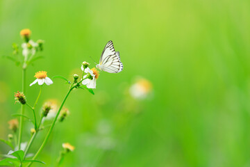 White butterfly on a white flowers with green background, White butterfly close-up