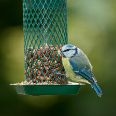 Naklejka premium Bird, eating and nuts in park or outdoor for nutrition, hunger and feeding for environmental habitat. Eurasian blue tit, tree and nature with food for animal or wildlife in Europe and conservation.