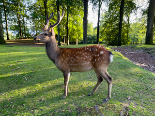 Majestic Deer Standing Gracefully in a Sunlit Forest Clearing