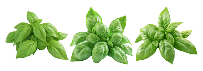 Basil leaves set isolated on transparent background