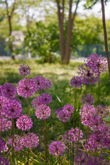 Obraz premium Allium giganteum, beautiful plant with purple flower head called ornamental omion. garden in bloom
