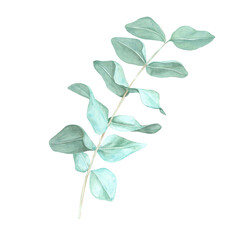 Single eucalyptus branch with soft, light green leaves. True blue eucalyptus twig watercolor clipart. Isolated Botanical illustration for natural cosmetics labels, floral designs and stationery