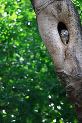 Spotted Owlet, Athene brama standing in hollow tree nest in forest park, Owl with yellow big eyes, white eyebrows and neck-band