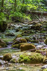 Mountain stream in the forest. Beautiful summer landscape in the forest.