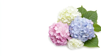 Obraz premium Vibrant hydrangea blooms in pink, purple, blue, and white elegantly displayed against a crisp white background showcasing their beauty