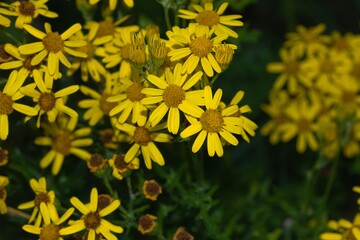 Bright common ragwort flower close up with a green background.