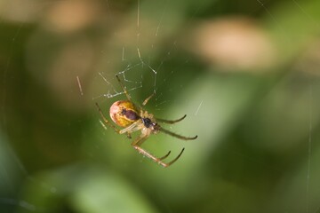 Small spider hanging in a web enjoying the summer sunshine.
