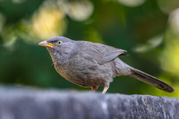 A Jungle Babbler