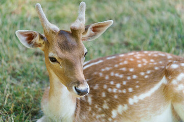 Portrait of a young spotted chital or cheetal deer with antlers lying on the grass and resting. Axis deer in the park is friendly to people Concept.