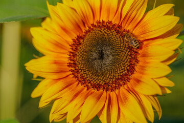 Obraz premium sunflower close up