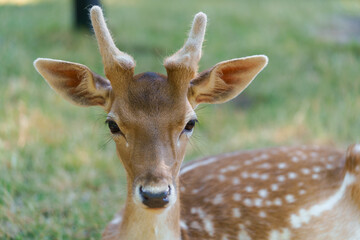 Portrait of a young spotted sika deer chital or cheetal with antlers, spread ears and eyelashes. The concept of axis deer in the park is friendly to people. Image for your design