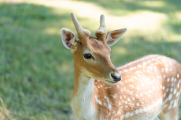 Portrait of a beautiful young brown spotted chital or cheetal sika deer with antlers lit by the sun...