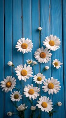 Obraz premium White daisies arranged on a blue wooden background