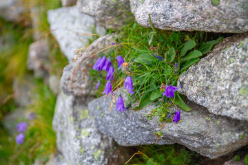 Flowers growing on a stone wall in the mountains. Natural background