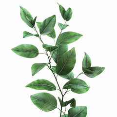 Fototapeta premium leaves green leaves plant branch foliage botanical nature greenery organic single plant isolated white background fresh