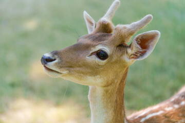 Close-up portrait of a young beautiful brown spotted chital or cheetal deer with antlers in the park. The concept is friendly to people axis deer in nature.