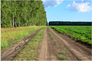 a road in the middle of a field with trees and a forest with blue sky