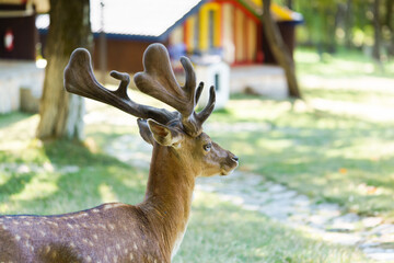 Portrait of a brown spotted deer with antlers looking straight in the park. The concept is friendly to people chital or cheetal, axis deer in nature.