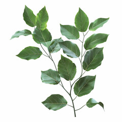 Fototapeta premium leaves green branch foliage nature plant natural isolated white background leaf botany flora simple fresh organic greenery outdoor stem vibrant 