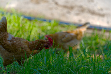 Brown chicken grazing on meadow at Swiss farm on a sunny hot summer morning. Photo taken August 14th, 2024, Zurich, Switzerland.