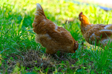 Brown chicken grazing on meadow at Swiss farm on a sunny hot summer morning. Photo taken August 14th, 2024, Zurich, Switzerland.