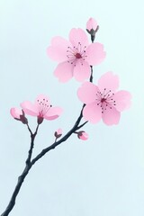 Fototapeta premium Pink Cherry Blossom Branch Against a Light Blue Background