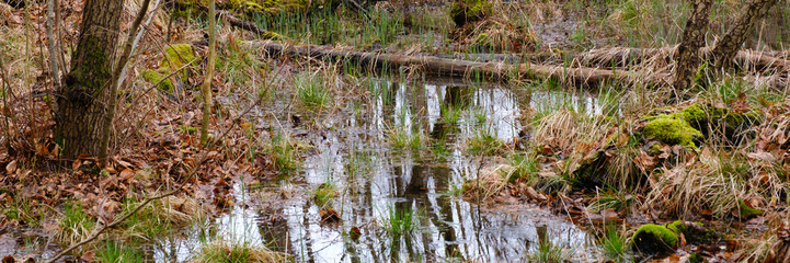 Sumpf mit Totholz, Müritz Nationalpark, Mecklenburgische Seenplatte, Mecklenburg, Mecklenburg-Vorpommern, Deutschland, Europa