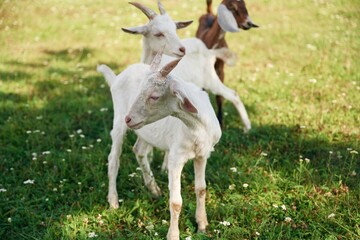 Fototapeta premium Three cute goats are standing together on the green grass