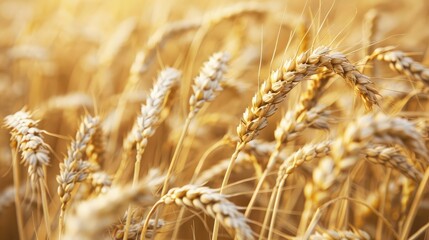 Fototapeta premium A field of golden wheat ready for harvest, representing the abundance and success of hard work and dedication