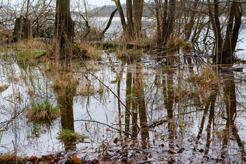 Bäume im Sumpf mit Spiegelung, Müritz Nationalpark, Mecklenburgische Seenplatte, Mecklenburg, Mecklenburg-Vorpommern, Deutschland, Europa