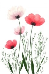 Fototapeta premium Watercolor Painting of Pink and Red Poppies with Green Foliage