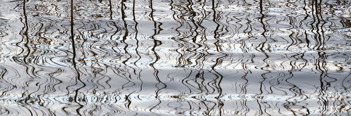 Spiegelndes Schilf im Müritzsee, Müritz Nationalpark, Mecklenburgische Seenplatte, Mecklenburg, Mecklenburg-Vorpommern, Deutschland