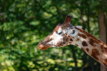 Profilansicht einer Giraffe im Nürnberger Tierpark