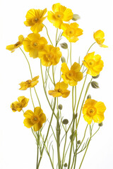 Fototapeta premium Golden Poppies on White: Five vibrant yellow poppies bloom and bud against a clean white backdrop, offering a cheerful symbol of spring. 