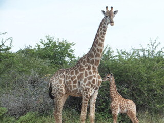 Giraffes in South Africa
