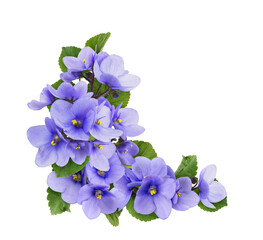 Violet flowers and leaves in a floral corner arrangement isolated on white or transparent background