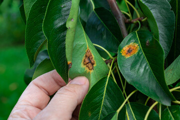 Pear diseases. Diseases on pear leaves