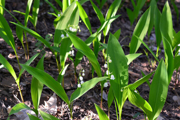 a field of lily of the valley with small white flowers